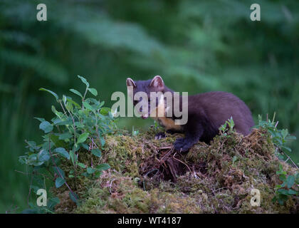 Baummarder (Martes martes), Morvern Schottland Stockfoto
