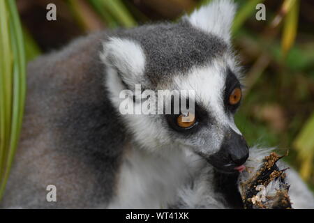 Ring-tailed lemur Stockfoto