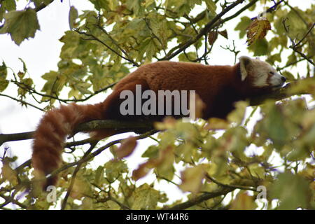 Kleiner Panda schlafend auf Ast Stockfoto