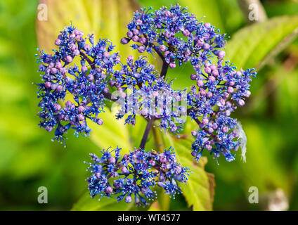 Eine Makroaufnahme der blau gefärbten Blüten von einem lacecap Hortensie Bush. Stockfoto