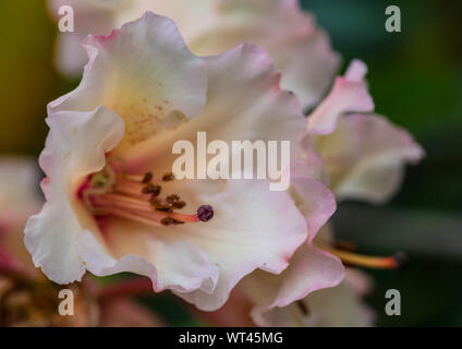 Eine Makroaufnahme einer rosa Rhododendron Bush blühen. Stockfoto