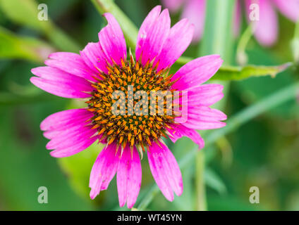 Eine Makroaufnahme einer Rosa echinacea blüht. Stockfoto