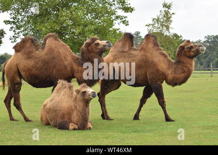 Baktrische Kamele Stockfoto