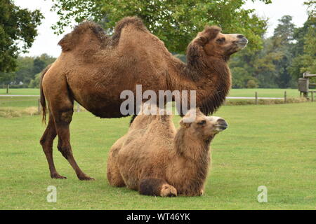 Baktrische Kamele Stockfoto