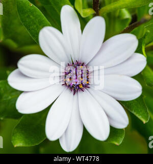 Eine Makroaufnahme eines afrikanischen Daisy blühen. Stockfoto