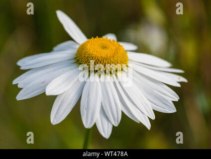 Eine Makroaufnahme eines oxeye Daisy blühen. Stockfoto