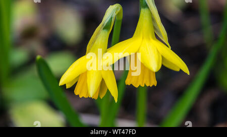 Eine Makroaufnahme einer Narzisse Tête-a-tête Blüten. Stockfoto