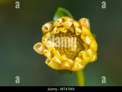 Eine Makroaufnahme eines gelben Dahlie Blüte Knospe öffnen. Stockfoto