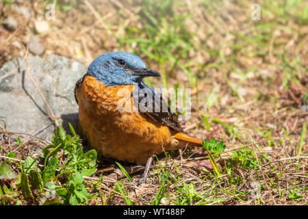 Süße orange Vogel redstart thront auf dem Boden, Tier portrait Konzept. Erwachsene männliche Common redstart Phoenicurus phoenicurus,. Stockfoto