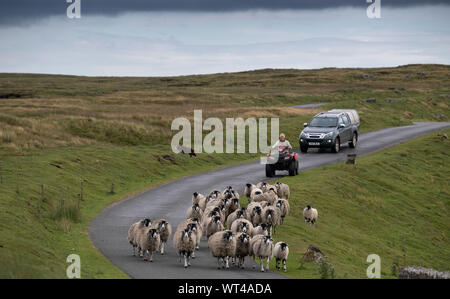 Bauer auf einem Quad swaledale Schafe aus Sammlung Moorland, sie bringen eine Single Track Road. Cumbria, Großbritannien. Stockfoto