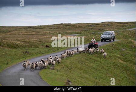 Bauer auf einem Quad swaledale Schafe aus Sammlung Moorland, sie bringen eine Single Track Road. Cumbria, Großbritannien. Stockfoto