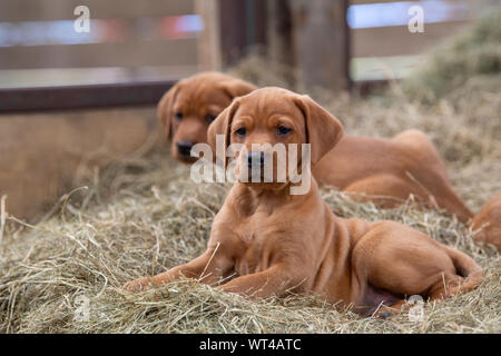 Fox red Labrador Welpen, ca. 8 Wochen alt, in Bauernhof Schuppen. Cumbria, Großbritannien. Stockfoto