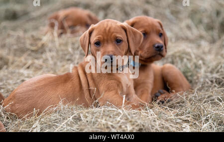 Fox red Labrador Welpen, ca. 8 Wochen alt, in Bauernhof Schuppen. Cumbria, Großbritannien. Stockfoto