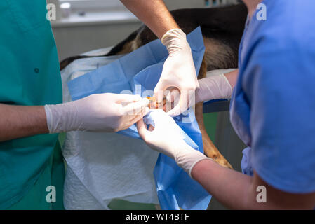 Tierarzt Arzt und weibliche assistant Ausführen einer Operation auf ein Tier an der Klinik Stockfoto