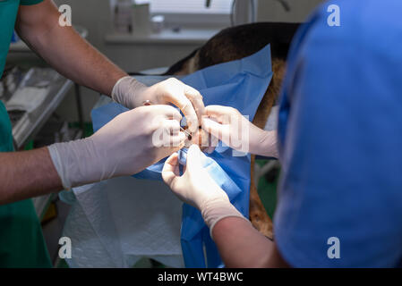 Tierarzt Arzt und weibliche assistant Ausführen einer Operation auf ein Tier an der Klinik Stockfoto
