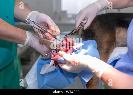Tierarzt Arzt und weibliche assistant Ausführen einer Operation auf ein Tier an der Klinik Stockfoto