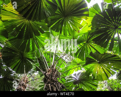 Licht leuchtet auf Fan Palm Blätter Gebäude ein Dach, Cape Tribulation National Park, Queensland, Australien Stockfoto