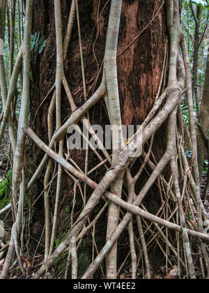 Die Wurzeln der einen Feigenbaum sind erstickt einen Baum im Regenwald, Cape Tribulation National Park, Queensland, Australien Stockfoto