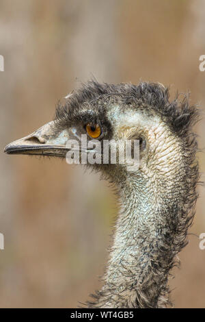 Nahaufnahme eines EWU-Profil, Mareeba Wetlands, Queensland, Australien Stockfoto