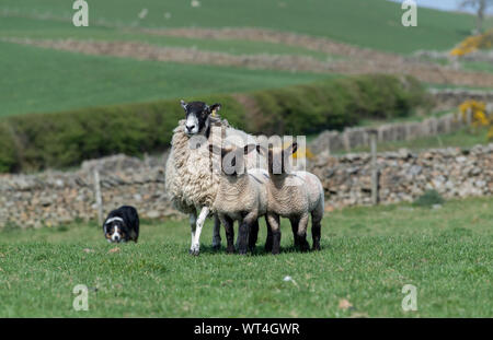 Border Collie Schäferhund arbeiten Maultier Mutterschaf mit Lämmern in einem Feld, Cumbria, Großbritannien. Stockfoto