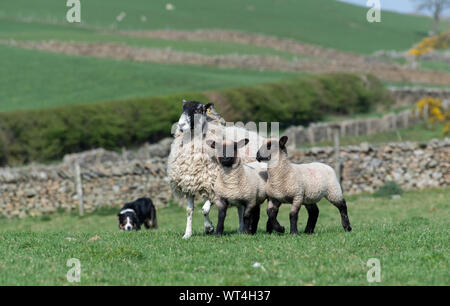 Border Collie Schäferhund arbeiten Maultier Mutterschaf mit Lämmern in einem Feld, Cumbria, Großbritannien. Stockfoto