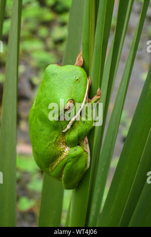 Nahaufnahme von einem Weißen lippig Laubfrosch auf Palm Leaf, Mareeba Wetlands, Queensland, Australien Stockfoto