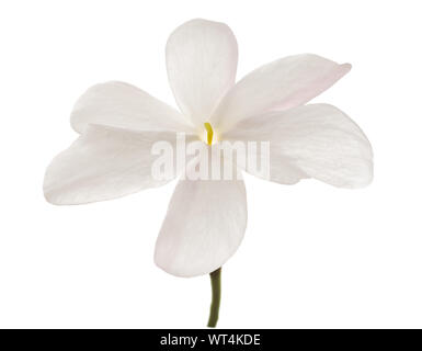 Jasmin Blume mit Blättern isoliert auf weißem Stockfoto