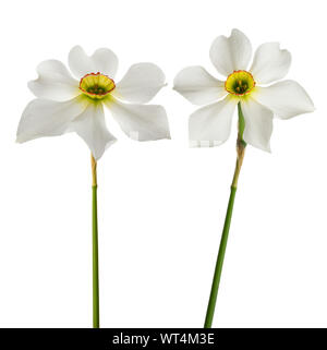 Weiße Narzisse (Narcissus poeticus) auf weißem Hintergrund Stockfoto