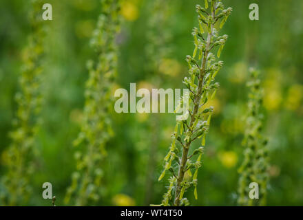 Common twayblade oder eggleaf twayblade (Neottia ovata) Wild Orchid in einer Wiese, Limburg, Niederlande. Stockfoto