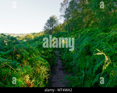 Eine schmale, dunkle Hügel Pfad unten Birchen Edge in The Derbyshire Peak District verläuft zwischen dichten und üppigen Bracken Stockfoto