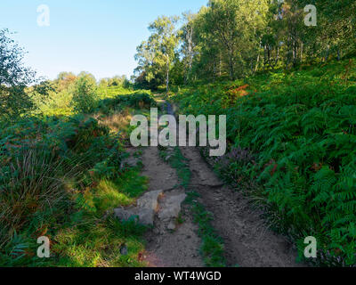 Rock schmalen Fußweg unten auf einem bewaldeten Hügel in der Derbyshire Peak District gestreut. Stockfoto