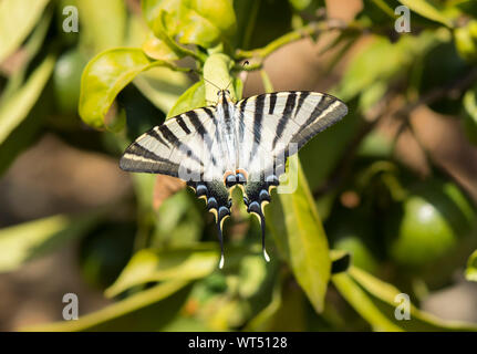 Südliche seltene Schwalbenschwanzflosse, Iphiclides feisthamelii Schmetterling, Andalusien, Spanien. Stockfoto