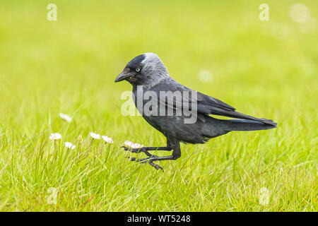 Closeup Portrait eines westlichen Coloeus Monedula Dohle vogel Futter im grünen Gras an einem sonnigen Tag Stockfoto