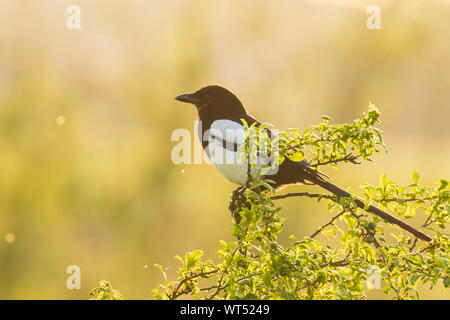 Eurasian magpie oder gemeinsamen magpie Pica Pica thront in einem Baum bei einem schönen Sonnenuntergang Stockfoto