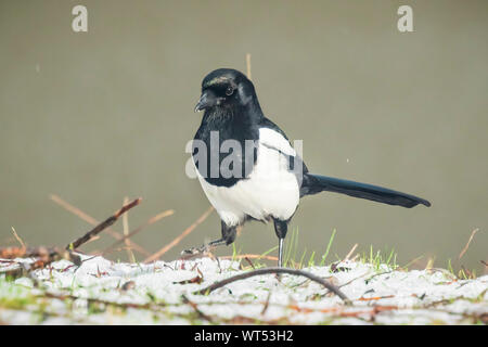 Nahaufnahme von einem eurasischen Magpie oder gemeinsame Vogel magpie (Pica Pica) zu Fuß auf einer Wiese in einem Winter mit Schnee. Stockfoto