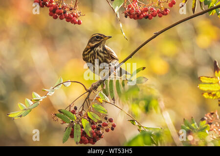 Ein Vogel, rotdrossel Turdus iliacu, Essen orange Beeren von Sorbus aucuparia, auch als Rowan und Berg - Asche in einem Wald im Herbst Saison Stockfoto