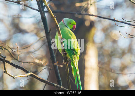 Rose-ringed oder Ring-necked parakeet Psittacula krameri invasive und exotischen Vogel, in einem Wald während der Wintersaison gehockt Stockfoto