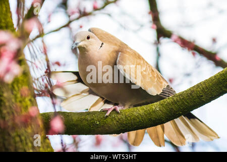 Nahaufnahme von einem Eurasischen collared dove (Streptopelia decaocto) Vogelarten, die in einem Baum gehockt Stockfoto