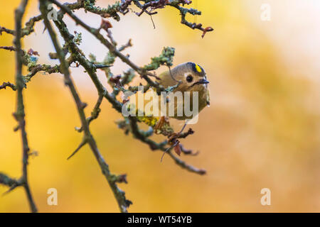 Goldcrest Vogel (Regulus Regulus) Nahrungssuche durch Zweige von Bäumen und Bush. Herbst Farben Stockfoto