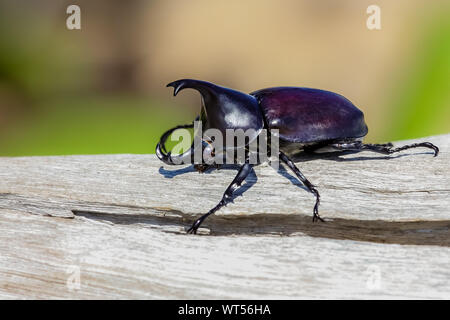 Nahaufnahme eines Nashorn Käfer, Paluma Range National Park, Queensland, Australien Stockfoto