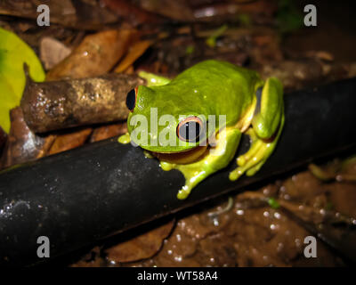 Red Eyed Tree Frog sitzen auf einem morschen Baum im Regenwald, Eungella National Park, Queensland, Australien Stockfoto