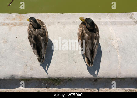 Zwei Enten ruhen neben einem Teich Stockfoto