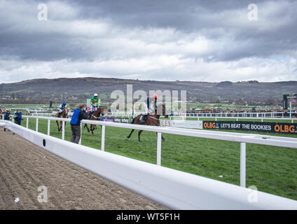 Pferde Rennen die Ziellinie beim Cheltenham Festival. Der britische Premier National Hunt Rennen treffen und ein Mekka für eine Armee von Reisen Irish fans Stockfoto