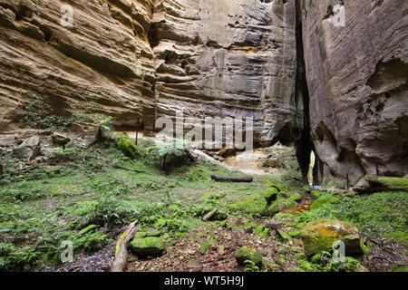 Eine der beeindruckenden Seite Schluchten von Carnarvon Gorge National Park - Amphitheater, Queensland, Australien Stockfoto