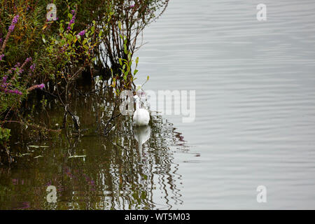 Ein Seidenreiher, Angeln an der Kanteder ein See Stockfoto
