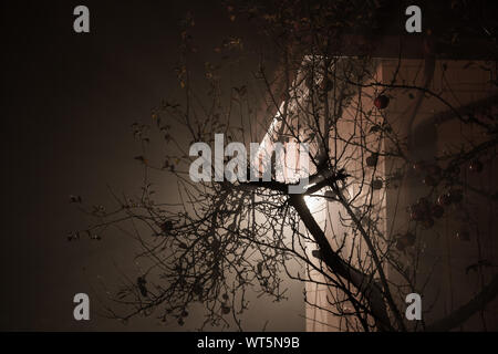 Alter Baum gegen den Bau Licht in den nebligen Nacht Stockfoto