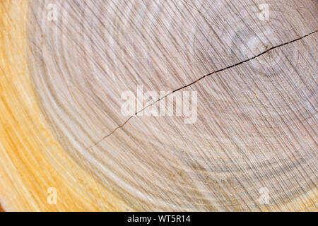 Querschnitt durch einen Baumstamm mit Jahresringen und Riss im Stamm als Holz- Textur Stockfoto