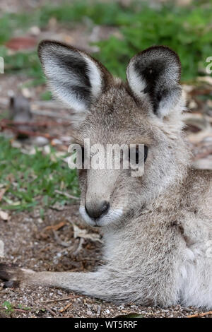 Nahaufnahme eines Eastern Grey Kangaroo, gegenüber, girraween National Park, Queensland, Australien Stockfoto