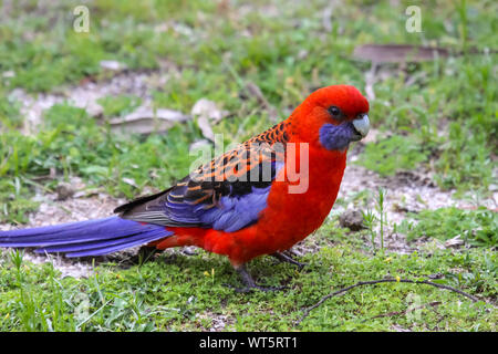 Nahaufnahme eines Crimson Rosella am Boden, girraween National Park, Queensland, Australien Stockfoto