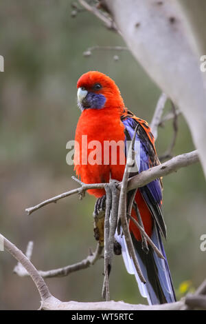 Nahaufnahme eines Crimson Rosella, girraween National Park, Queensland, Australien Stockfoto